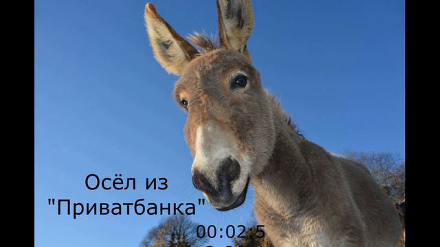 Люблю общаться с Приватом и слушать этих ослов! смотреть онлайн