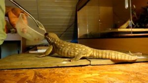 Savannah Monitor Lizard XR2 12" To 24" In 9 Weeks