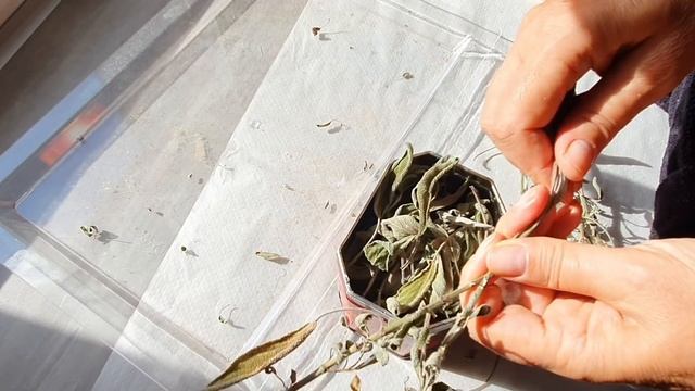 Чем кормлю француза. Ноябрьская погода шепчет 11 ноября 2020. Пока занимаюсь тыквой, поболтаем смотреть онлайн