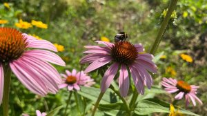 Как я люблю это красоту