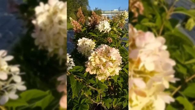 Хорошего дня и отличного настроения❤️