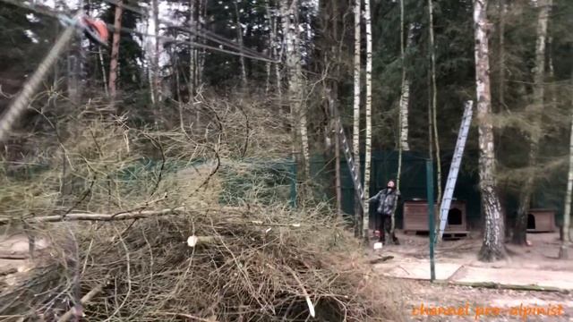 Необычный способ удаления дерева, используем систему полиспаст