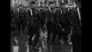 Собаки на параде Победы 1945