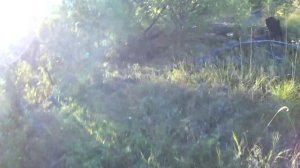 Охота на уток с лабрадором Тоби. Hunting with a labrador in Yakutia.