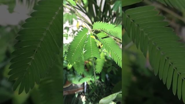 Mimosa pudica - The humble plant