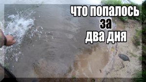 Двое суток не проверял донки на живца. Что попалось? Ловля щуки на живца.