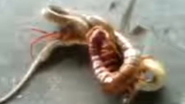 Огромная сороконожка против змеи смотреть онлайн