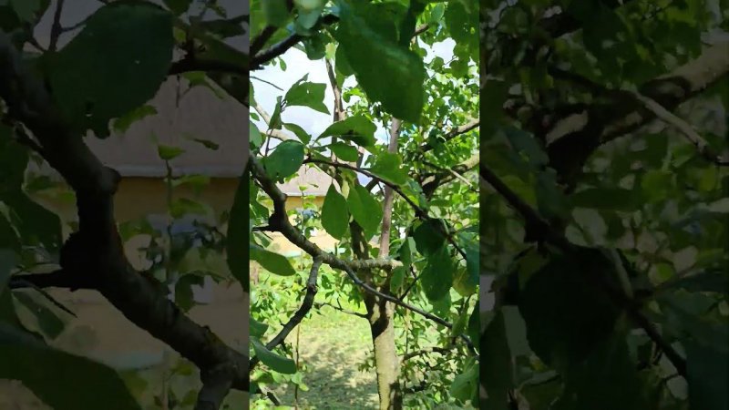 Давно хотел срезать, но решил дать ещё один шанс и себе, и дереву: уверен, что оба, не пожалели.