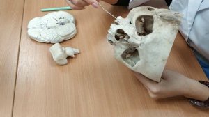 12 пар черепно-мозговых нервов