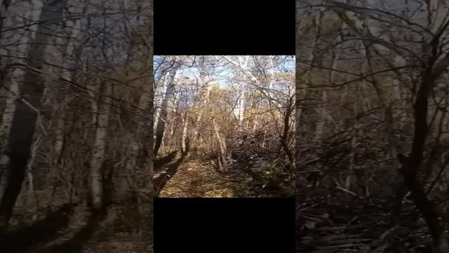 Лес, природа, осень, красота