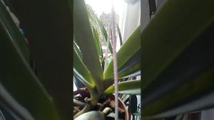 Ринхостилис гигантея Биг Спот посадка.