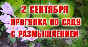 2 сентября. Прогулка с размышлением.