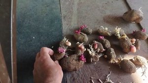 Как обновить посадочный картофель? Миф или реальность?