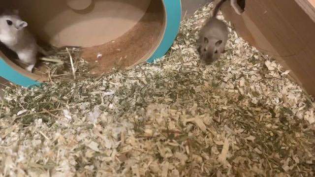 Монгольские песчанки у меня на передержке?