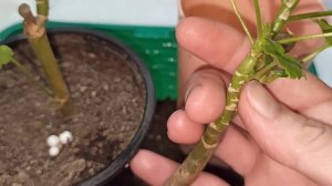 13.02.2023г. Реанимация пеларгонии без лекарств. Почему усыхает ножка?