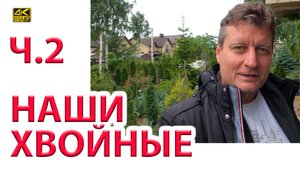 Наши декоративные хвойные весной ч.2. - 135 хвойных в коллекции