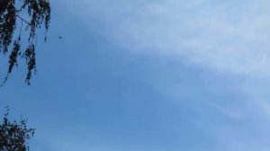 Орел карлик заснял моменты пикирования на голубя.