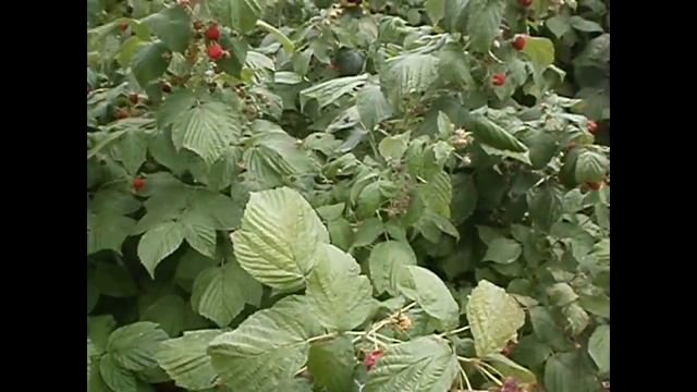 Малина на дачном участке. Собираем урожай! смотреть онлайн