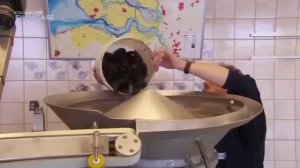 Как выращивают мидии