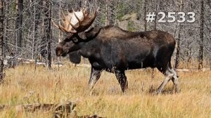 #2533. Лоси (В мире животных)