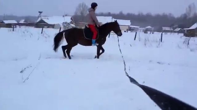 Этап первый. Первая рысь под седлом на корде смотреть онлайн