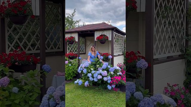 Крупнолистная гортензия #гортензия #гриензии #hortensia #цветы #дача #рек #дачница #огородница