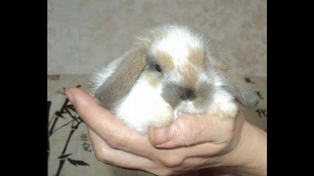 кролики.wmv смотреть онлайн