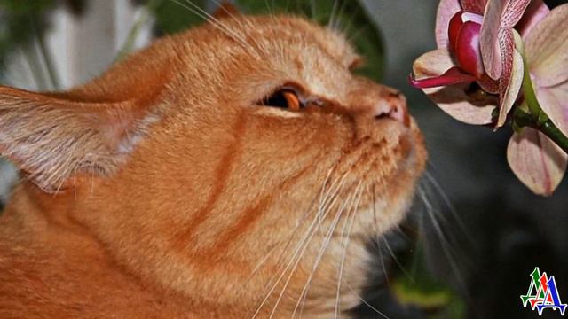 Плюшевая СОБАКА 11. «Я тебе прыгну! Будешь знать, кто в доме хозяин!» - Варвара Семёновна схватила… смотреть онлайн