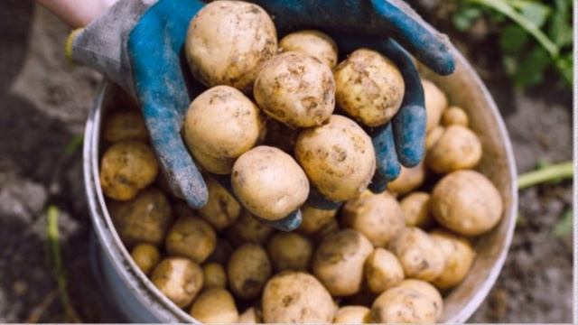 Когда копать картофель, или Как определить, что картошка уже созрела?