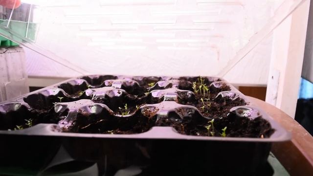 Неприхотливые почвопокровники для малоуходного сада. Нирембергия