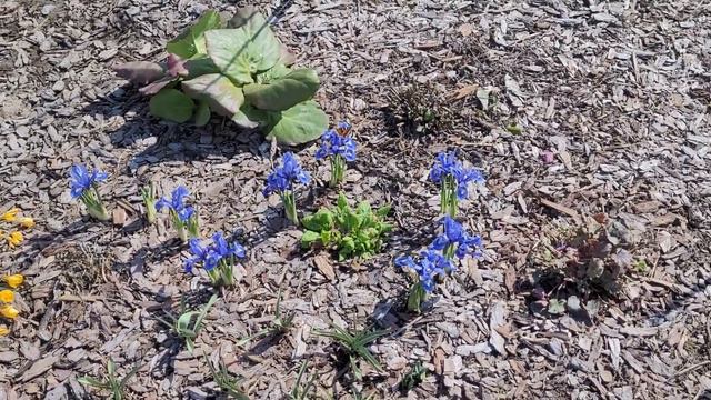 цветы в апреле 2023 смотреть онлайн