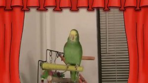 СУПЕР Говорящий попугай Амазон ЮЗИК - Super talking parrot on YouTube