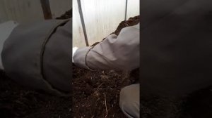 Грядки (короба в теплице) как сделать?