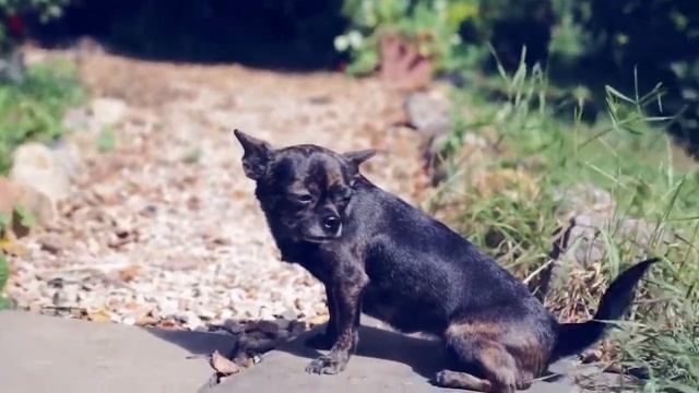 кто лучше: йоркширский терьер или чихуахуа? смотреть онлайн