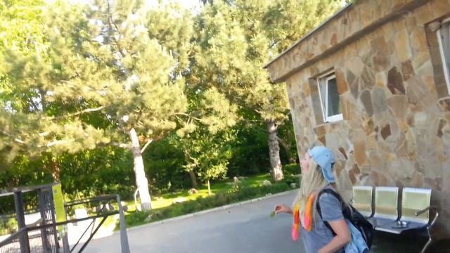 Giraffe Feeding / Кормление жирафа