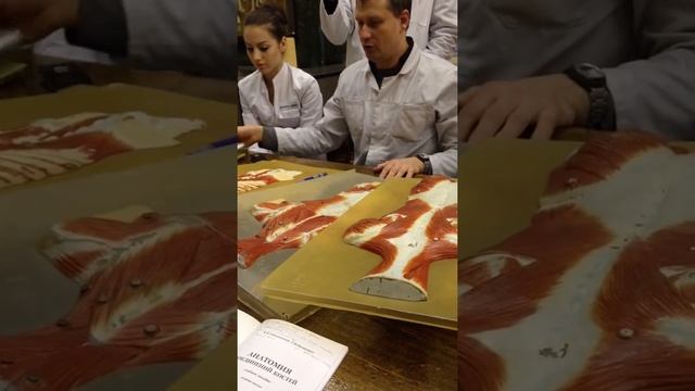 Фасции спины, анатомия Виноградов смотреть онлайн