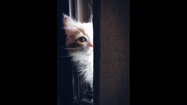 Мурлыкание кошки. Кототерапия - здоровье, радость, спокойствие! Purr-r!)
