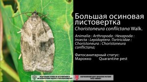 Большая осиновая листовертка (Choristoneura conflictana Walk.)