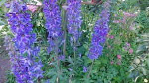 Пионы.Прогулка. Армани,Мун Ривер,Монинг Кисс,Сара Бернар,Альберт Крусс,Александр Флеминг.2022г