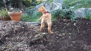 10 WEEK GOLDEN PUPPY Helps Prepare Spring Garden | Transplanting Nasturtium & Peas