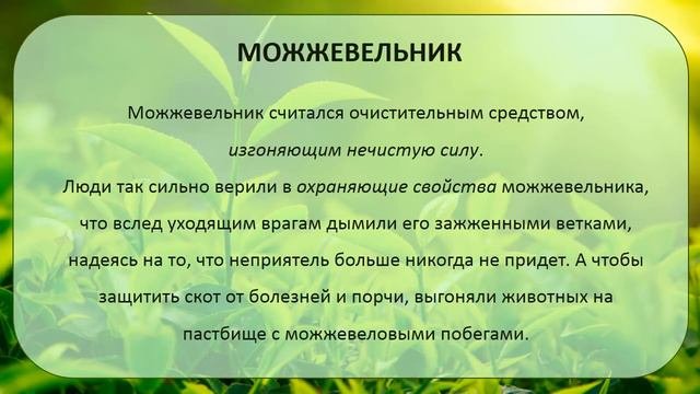 Лекарственные растения нашего края