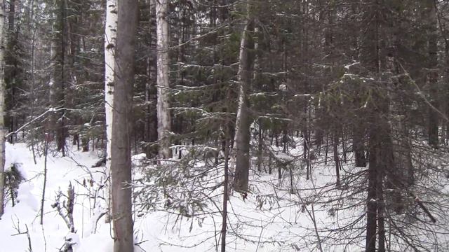 рг Раскат -  не типичная охота.