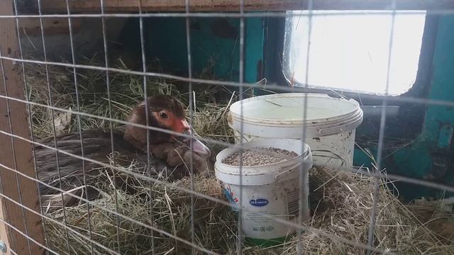 Почему индоутка выбрасывает яйца из гнезда