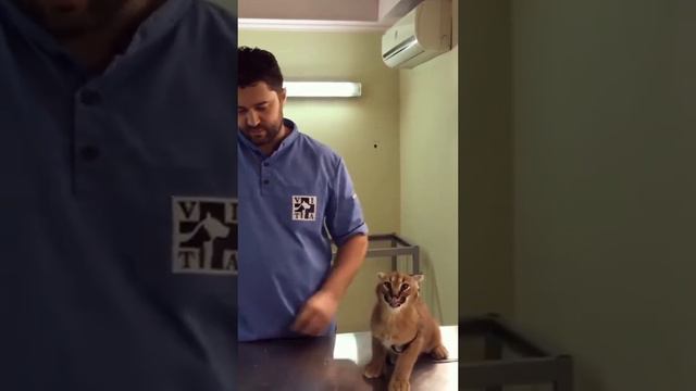 #cat #short Caracal Hisses at Vet While Being Vaccinated. How can something so c