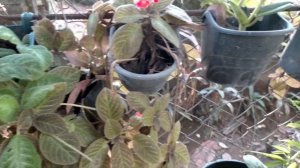 Episcia Hanging Plant Collection