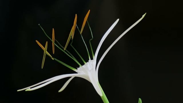 Anthesis' in Beach spider lily, Hymenocallis littoralis. Family: Amaryllidaceae смотреть онлайн