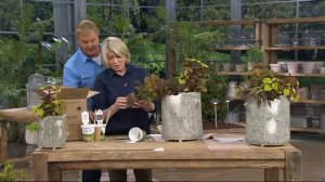 Martha Stewart 3-Piece Coleus & Garnet Lace Collection Proven Winners on QVC