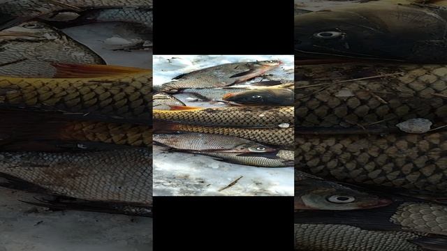 Улов у Реактора смотреть онлайн