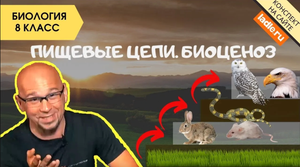 Пищевые цепи. Биоценоз. Биология 8 класс. Круговорот веществ в природе. Экосистемы. Пищевая цепочка
