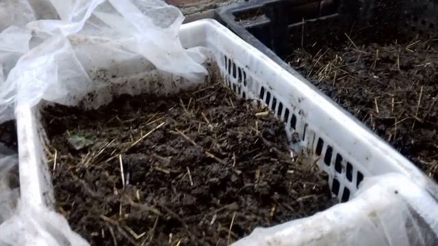 Пробное заселение калифорнийского червя (пояснение) смотреть онлайн